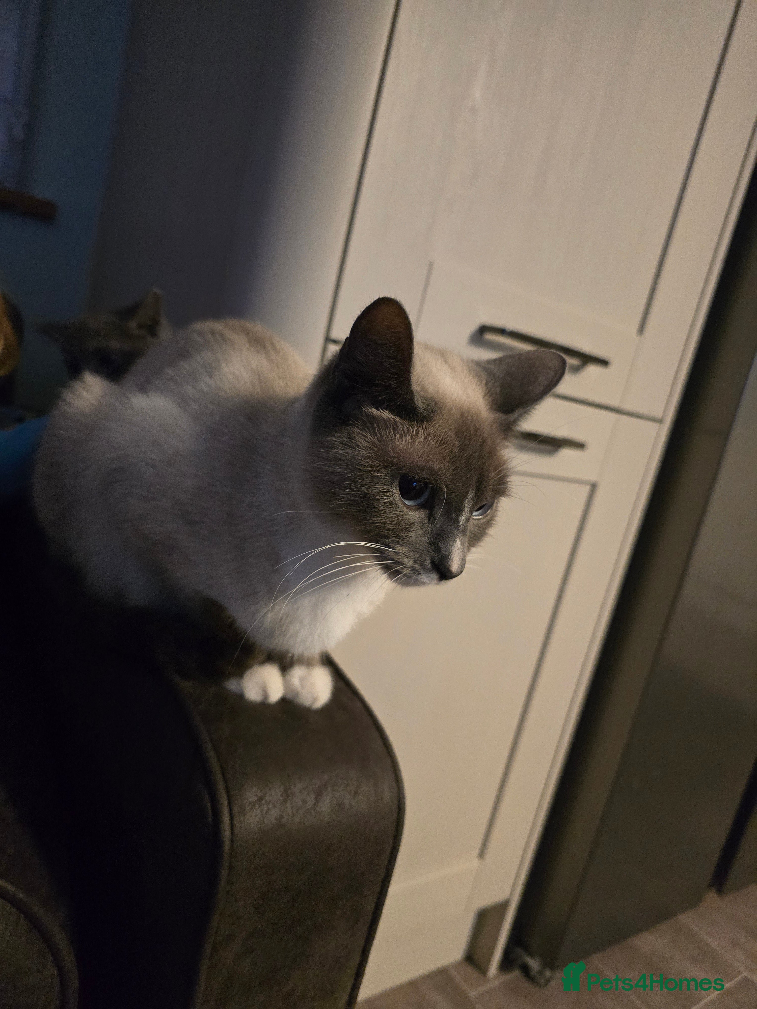 Mixed Breed cats british short haired mix. - Advert 3