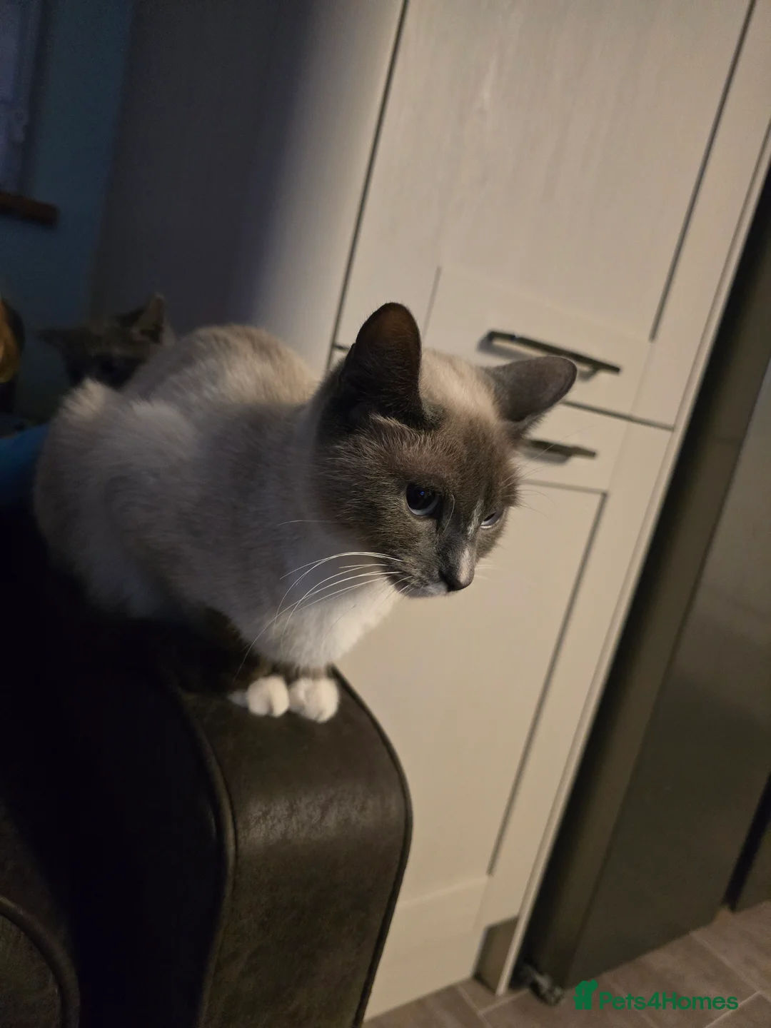 Mixed Breed cats for sale: british short haired mix. - Advert 1