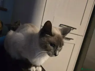 Mixed Breed cats british short haired mix. - Advert 3