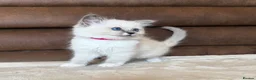 Ragdoll cats for sale: GCCF PEDIGREE RAGDOLL KITTENS - Advert 5