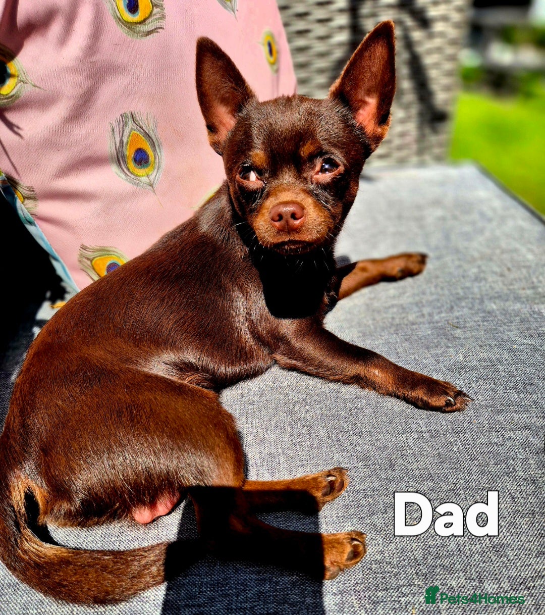 Chihuahua dogs for sale: 4 pure breed chihuahua, 2 merle  2 twins - Advert 33