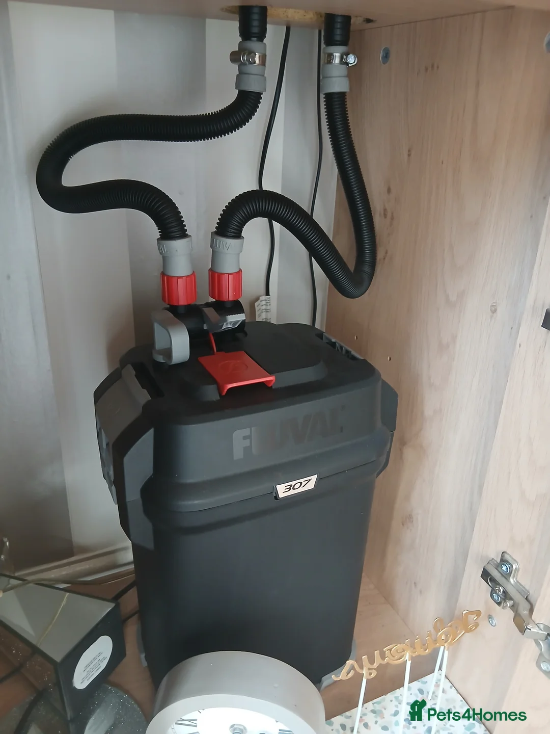 Turtle reptiles for sale: X2 turtles in Leeds - Advert 8