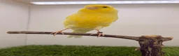 Finches birds for sale: Persian canary’s pairs-hens-and male available - Advert 4