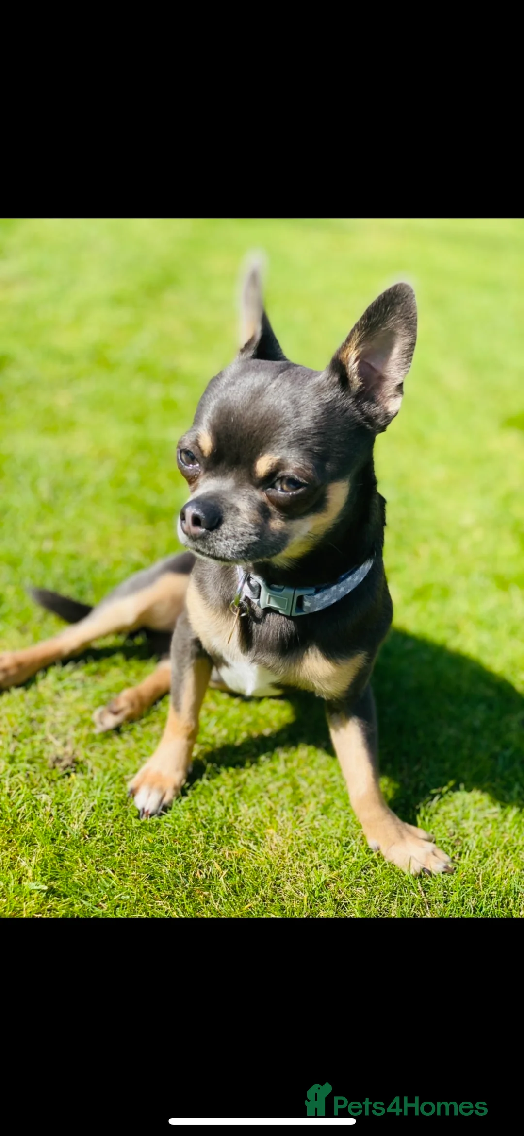 Chihuahua dogs for stud: Small chihuahua stud only not for sale proven  in Bury Saint Edmunds - Advert 12