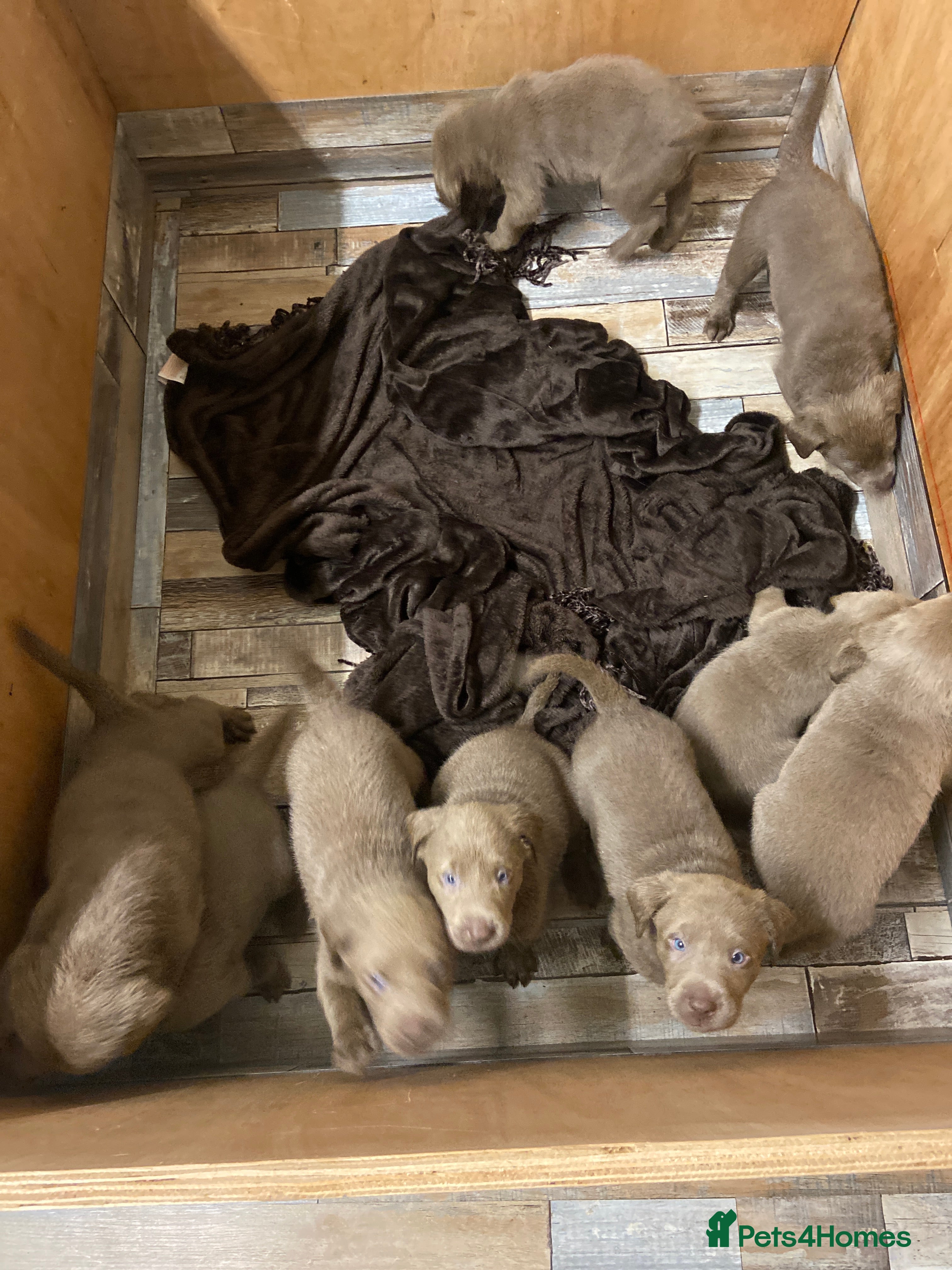 Labrador Retriever dogs Silver Labradors retrievers  - Advert 13