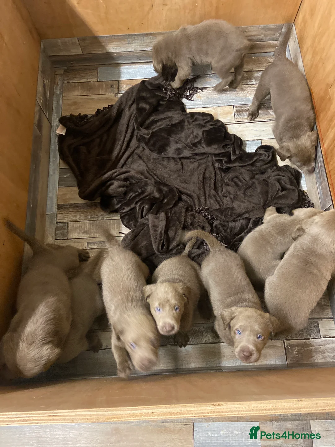 Labrador Retriever dogs for sale: Silver Labradors retrievers  - Advert 2