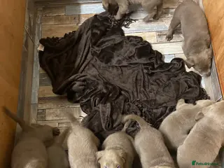 Labrador Retriever dogs Silver Labradors retrievers - Advert 13