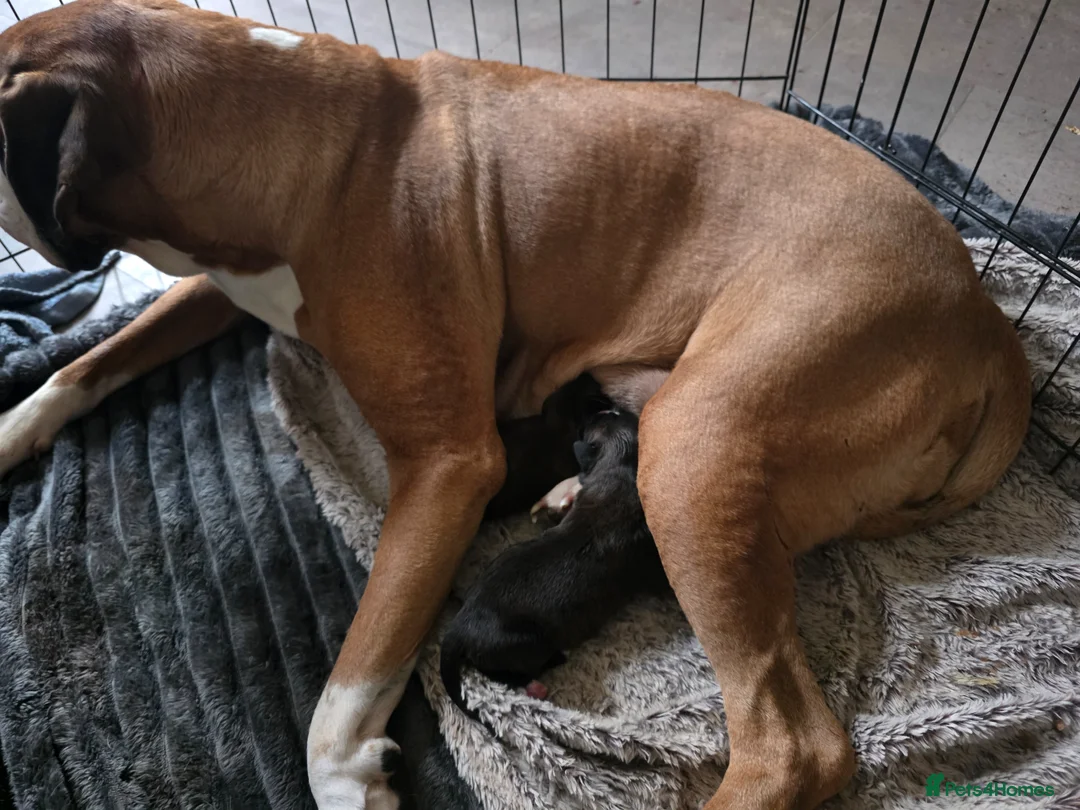 Boxer dogs for sale: 2 dark brindle pups for summer - Advert 1