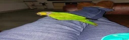 Conures birds for sale: Very tame and friendly GCC looking for a new home in Ripley - Advert 5