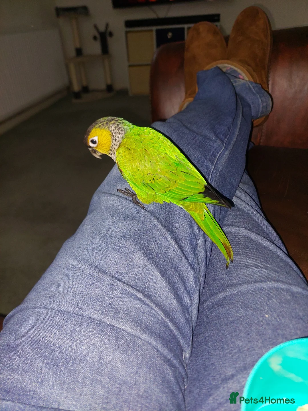 Conures birds for sale: Very tame and friendly GCC looking for a new home in Ripley - Advert 5