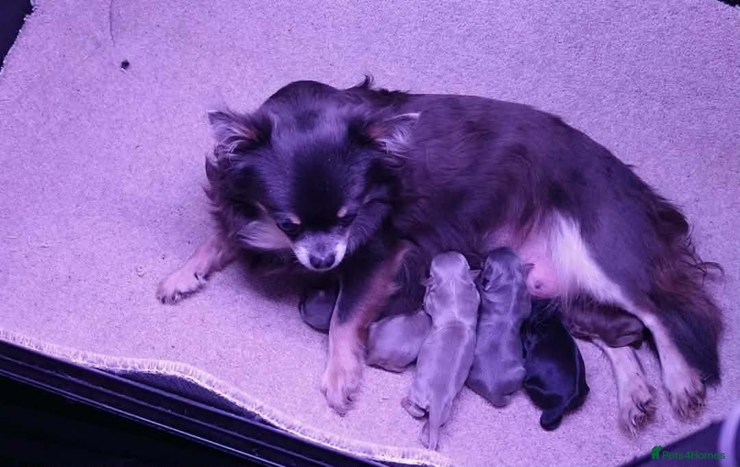 Chihuahua dogs Buitfull Litter of long coat chihuahua  - Advert 1