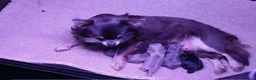 Chihuahua dogs for sale: Buitfull Litter of long coat chihuahua  - Advert 1