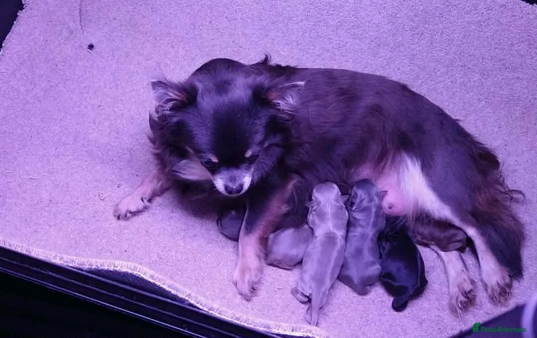 Chihuahua dogs for sale: Buitfull Litter of long coat chihuahua  - Advert 1