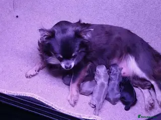 Chihuahua dogs Buitfull Litter of long coat chihuahua - Advert 1