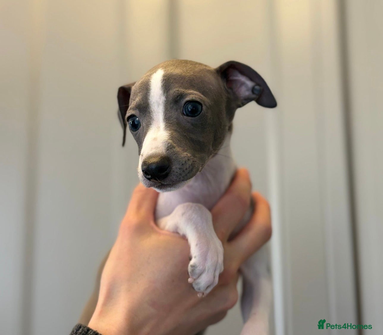 Italian Greyhound dogs 2 kc boys available  - Advert 11