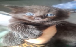 Ragdoll cats for sale: Ragdoll x Norwegian Forest x DHC - Image 15