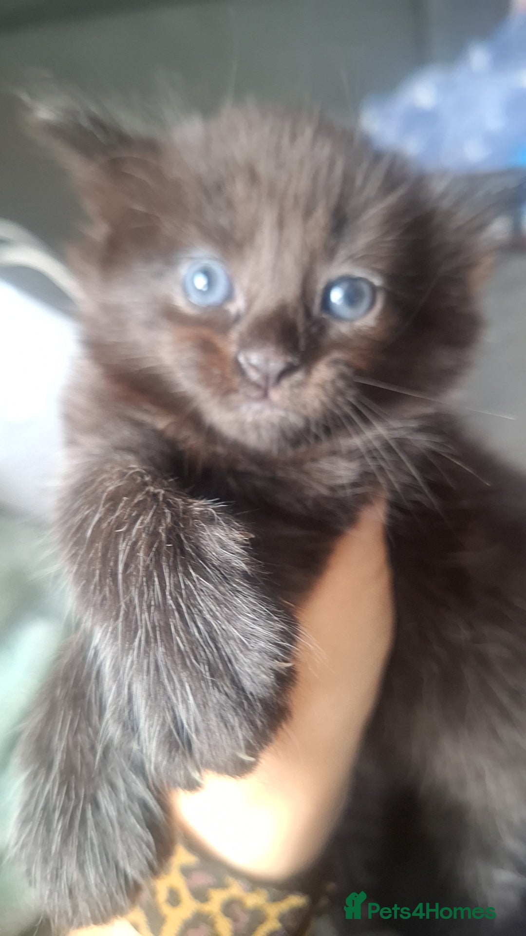 Ragdoll cats for sale: Ragdoll x Norwegian Forest x DHC - Image 15