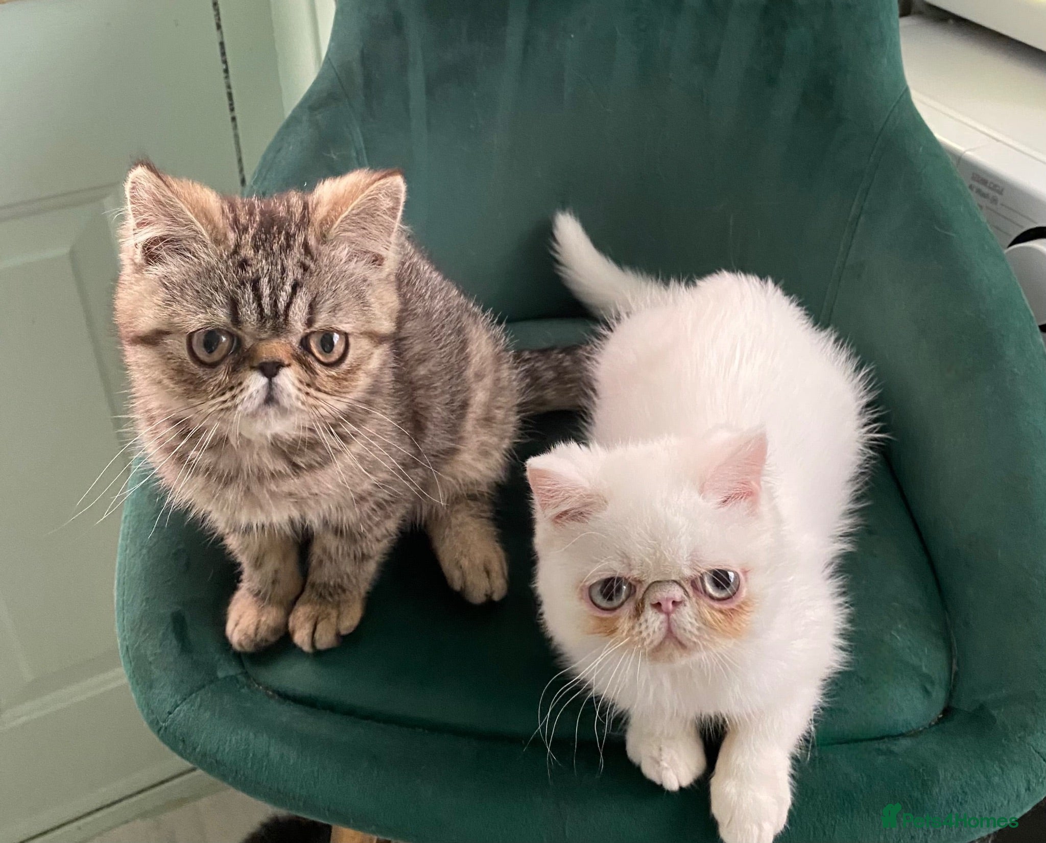 Exotic cats Exotic Persians  - Advert 4