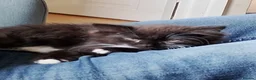 Mixed Breed cats for sale: Female kitten  in Basingstoke - Advert 2