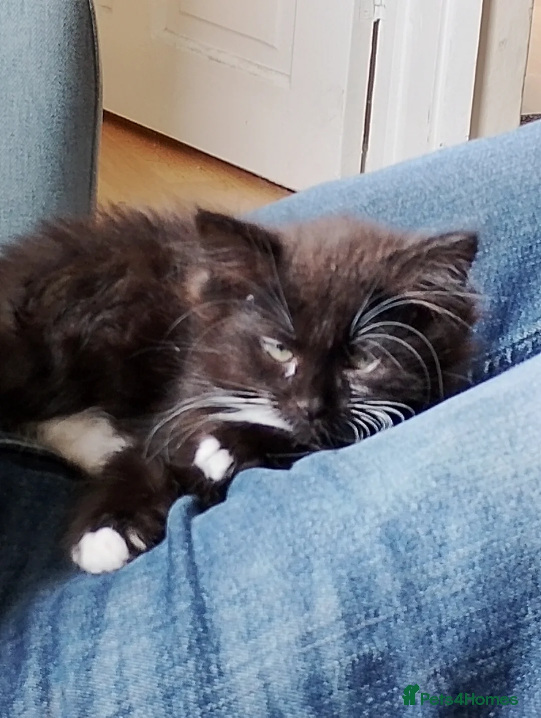 Mixed Breed cats for sale: Female kitten  in Basingstoke - Advert 2