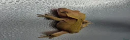 Gecko reptiles for sale: Proven red phantom Crested gecko  - Advert 5