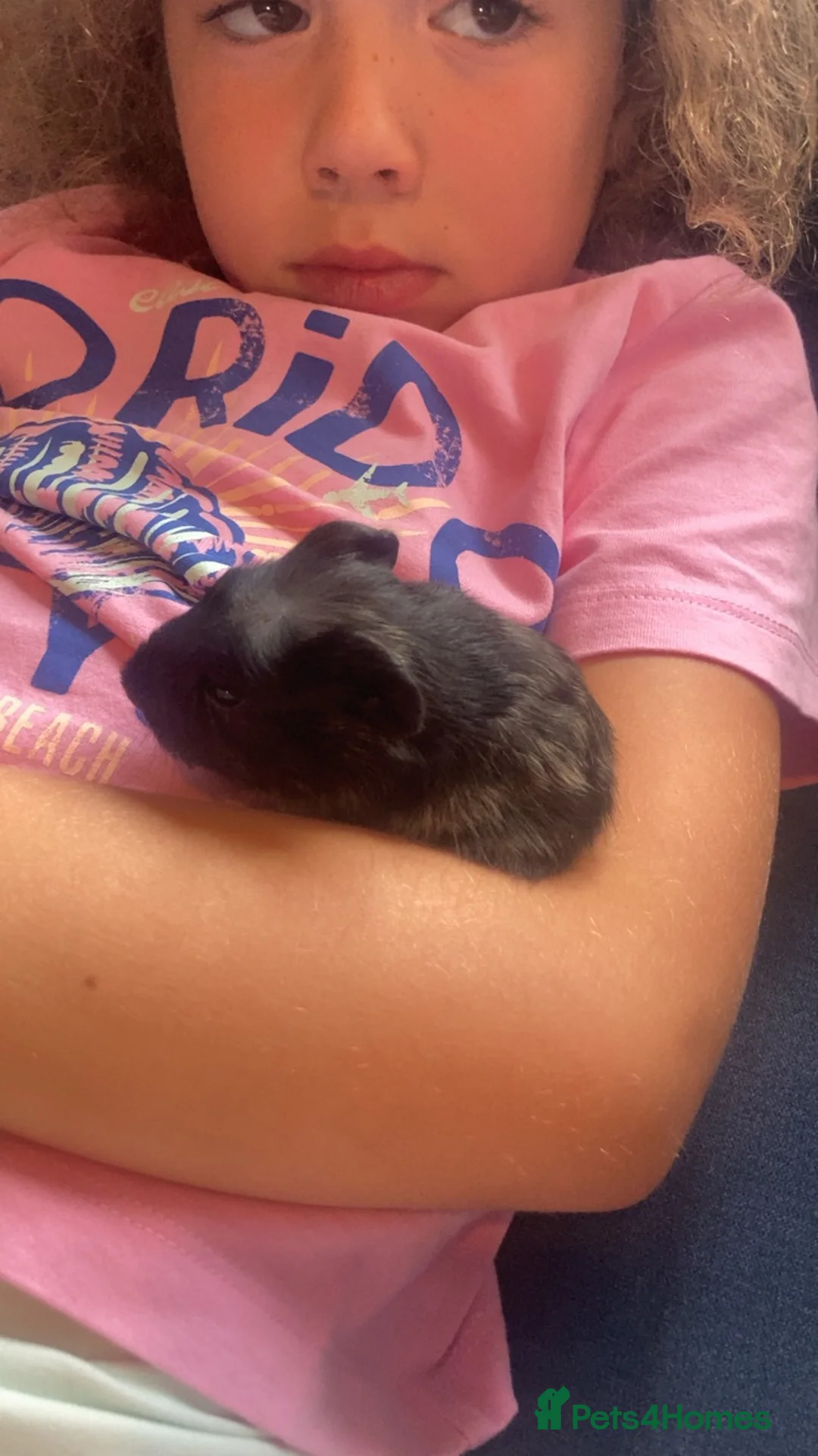 Guinea Pig rodents for sale: 4 girls 1 boy  in Carlisle - Advert 6