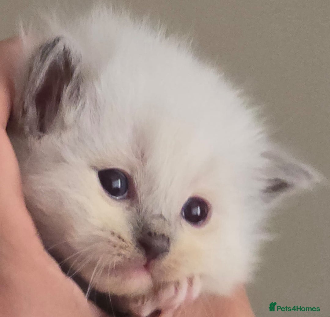 Ragdoll cats for sale: Irresistable Blue Mitted Ragdoll Kittens🙀😻🙀 - Image 4