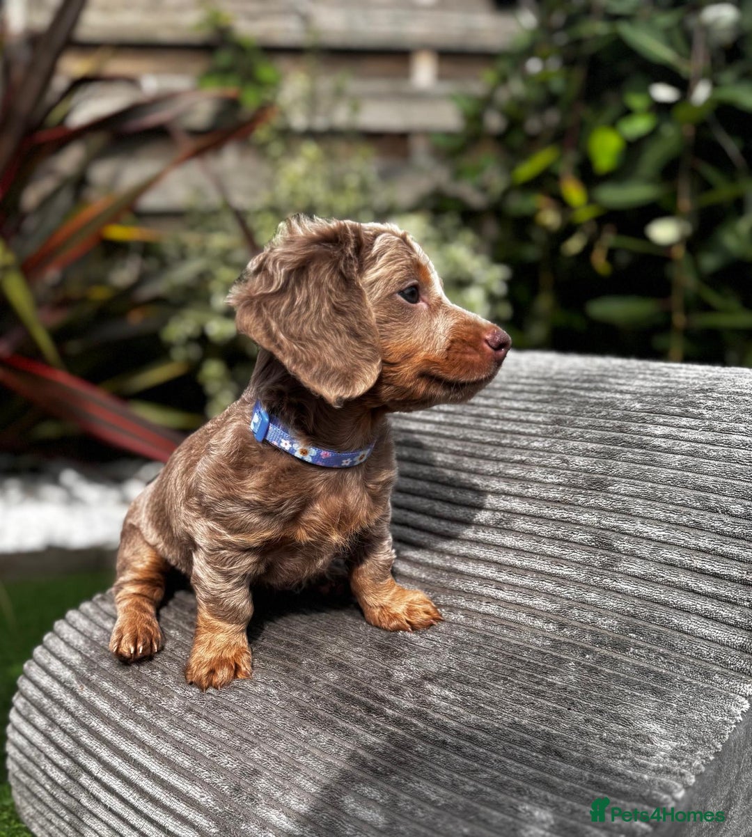 Miniature Dachshund dogs for sale: 💗 READY TO LEAVE - K.C MINIATURE DACHSHUND 💗 - Image 22