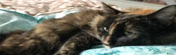 British Longhair cats for sale: Female cat looking for a new home! in Spalding - Advert 6