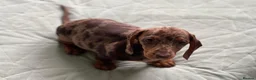 Dachshund dogs for sale: Sold!  Lovely Dachshunds!  - Advert 15