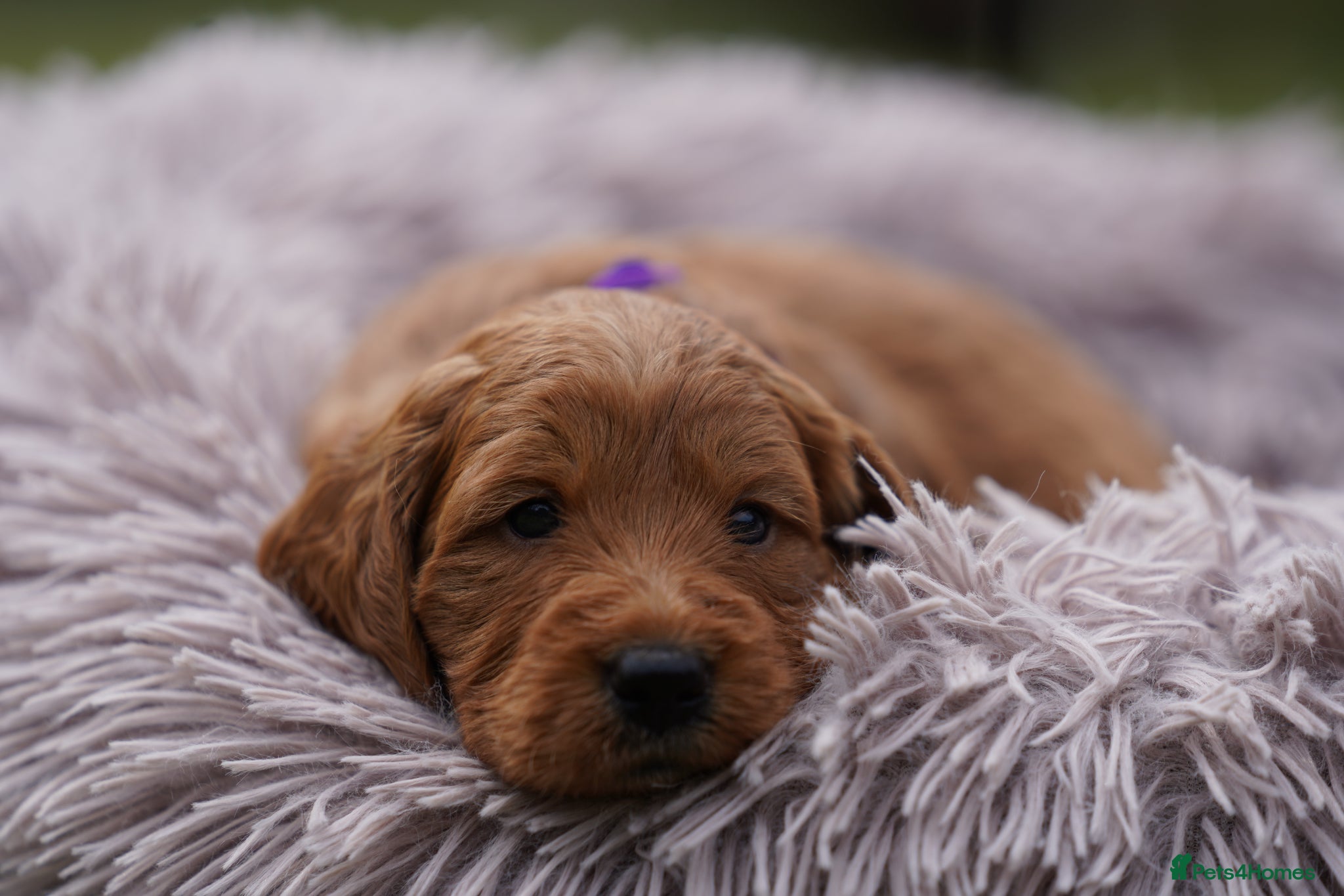 Mini Goldendoodle dogs 1 GIRL F1 MINI GOLDENDOODLE - Advert 1