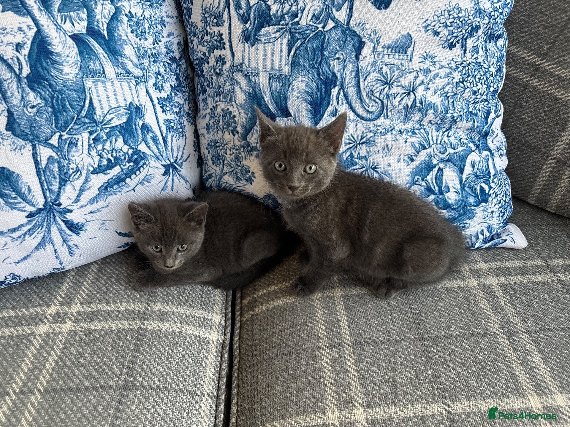 Domestic Shorthair cats Beautiful Grey, Tabby & Black kittens for sale - Advert 2