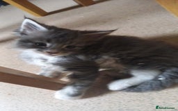 Maine Coon cats for sale: Full maincoon  - Advert 4