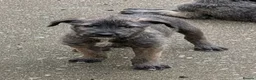 Irish Wolfhound dogs for sale: Irish Wolfhound Puppies  - Advert 16
