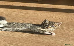 Mixed Breed cats for sale: Kittens for sale - Image 5