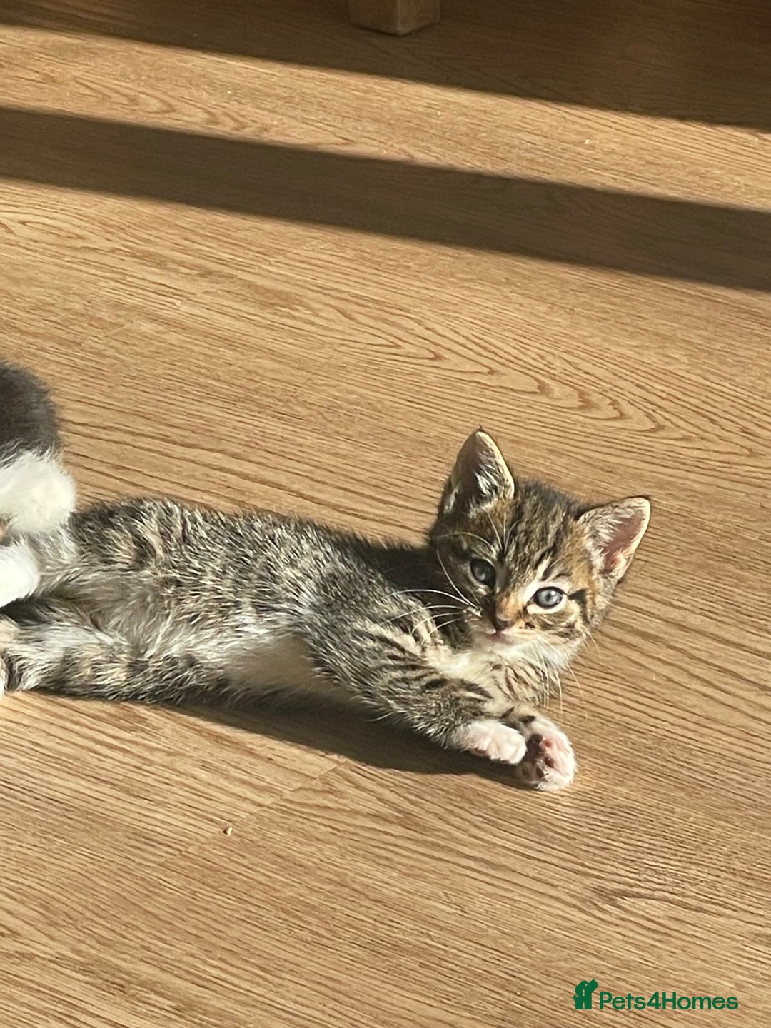 Mixed Breed cats for sale: Kittens for sale - Image 5