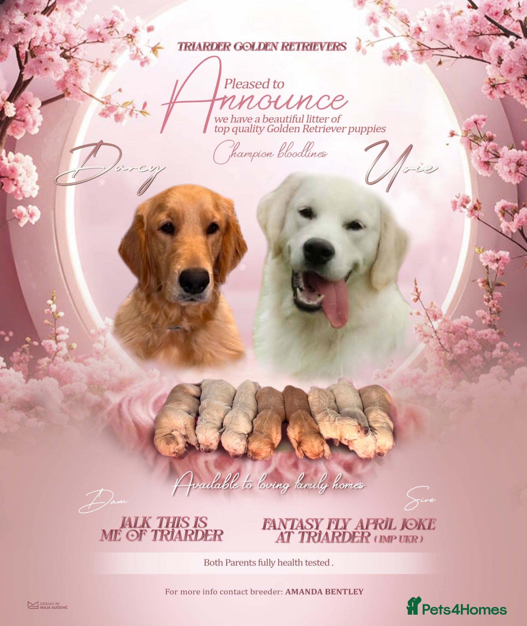 Golden Retriever dogs Maple & Jasmine beautiful healthy chunky girls  - Advert 6