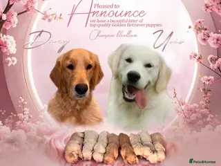 Golden Retriever dogs Maple & Jasmine beautiful healthy chunky girls - Advert 1
