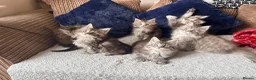 Maine Coon cats for sale: READY NOW. Two tica registered girls. 1 poly  - Advert 14