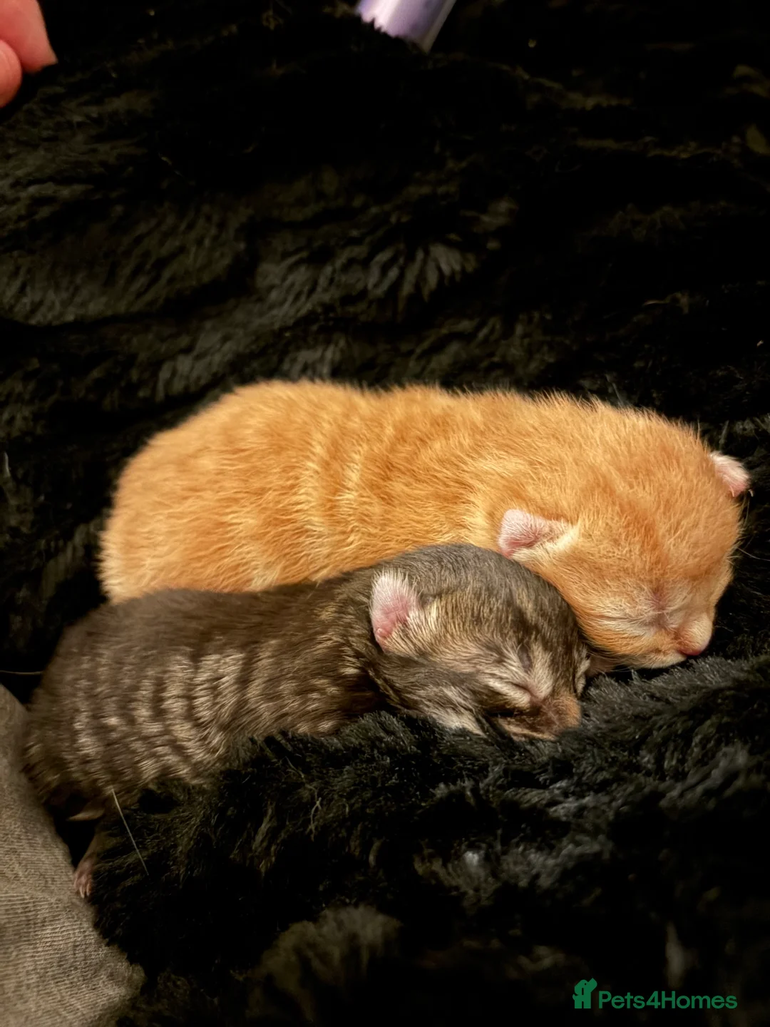 Bengal cats for sale: Bangle Ginger  - Advert 6