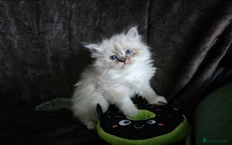 Siberian cats for sale: Champion blood, 5Generation pedigree kittens - Image 5