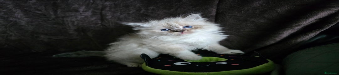 Siberian Kitten 1, Sibdiamond Storm