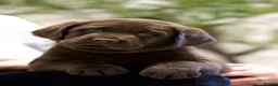 Labrador Retriever dogs for sale: Show Champion Lineage Chocolate Labrador Puppies - Advert 1