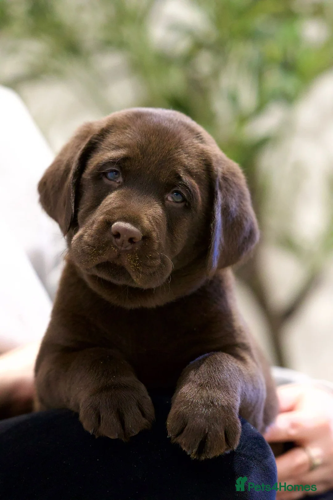 Labrador Retriever dogs for sale: Show Champion Lineage Chocolate Labrador Puppies - Advert 1