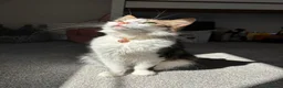 Mixed Breed cats for sale: Gorgeous black and white “Cow Cat” boy kitten🩵🐄 - Advert 2