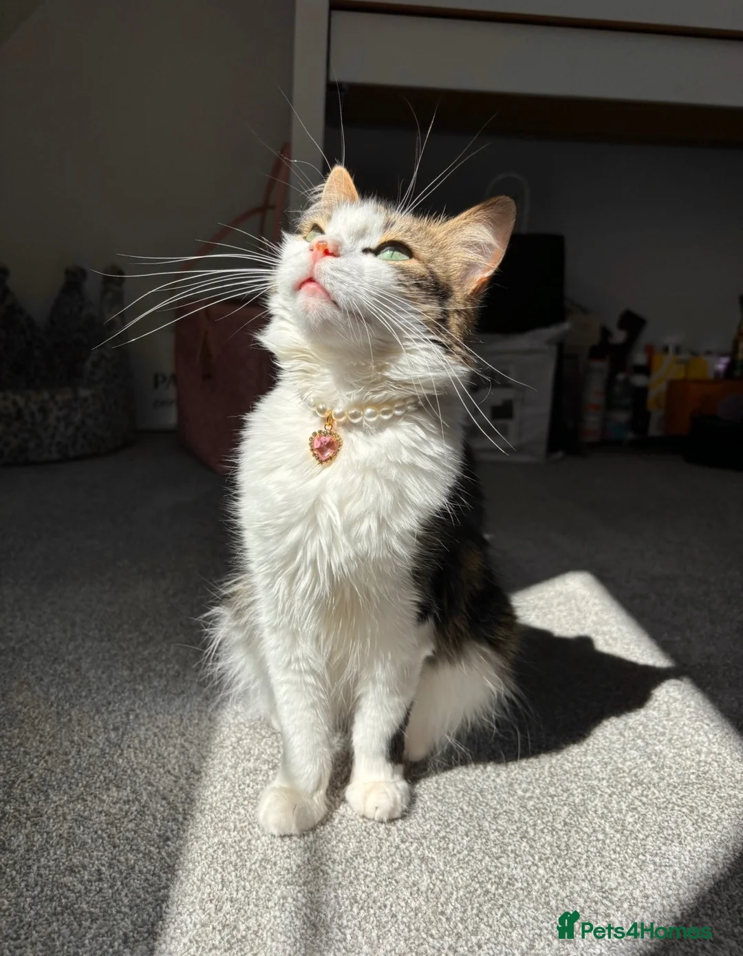 Mixed Breed cats for sale: Gorgeous black and white “Cow Cat” boy kitten🩵🐄 - Advert 2