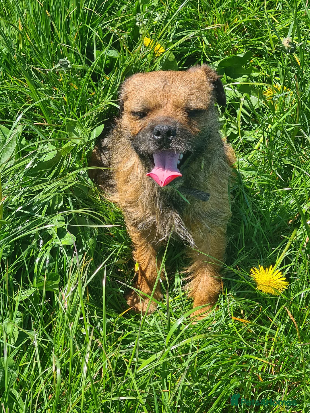 Mixed Breed dogs for sale: Patterdale x border terrier - Advert 8