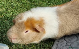 Guinea Pig rodents for sale: Male Guinea Pigs - Image 4
