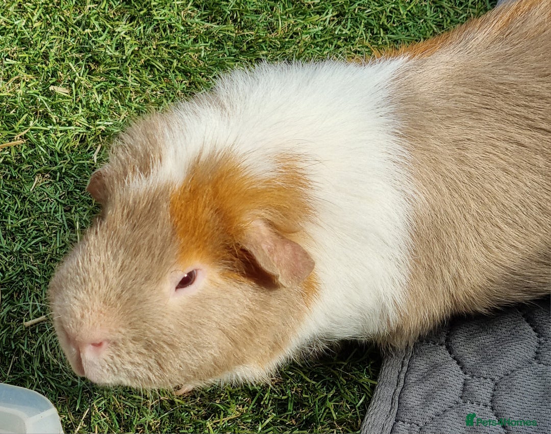 Guinea Pig rodents for sale: Male Guinea Pigs - Image 4