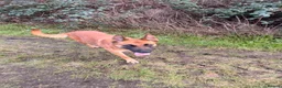 Mixed Breed dogs for sale: Must go together and these are NOT PUPPIES in Enfield - Advert 4
